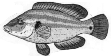 Symphodus tinca